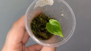 Что случилось с алоказиями в минеральном грунте на фи?