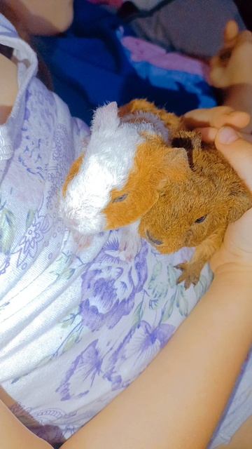 Морские свинки малыши