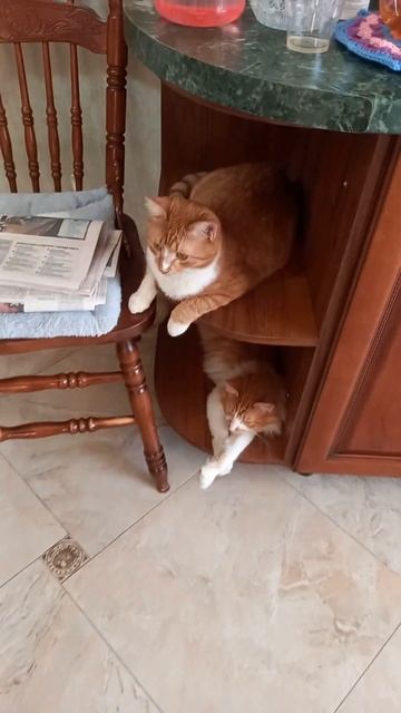 Сею ранние томаты 10 марта 2024г. смотреть онлайн