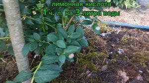 уход за голубикой после сбора урожая