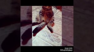 Кот Кокос прикол