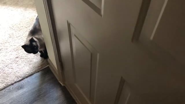 НОРМ БУДЕТ ^..^= СИАМСКИЕ КОШКИ