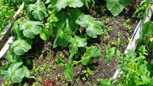 Жизнь на пенсии // Огород весь в траве ,дожди продолжаю?