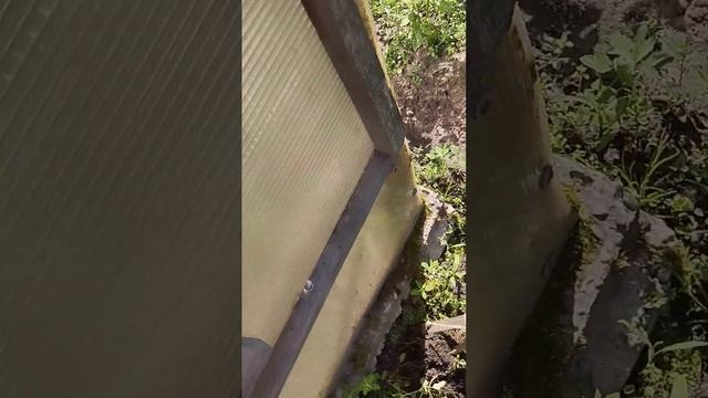 Фитофтора 😭 удоляю томаты #огород #сад #дачные #грядка смотреть онлайн