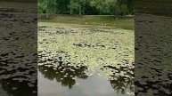 Сад серебряный пруд красота Питер