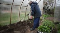 Высадка рассады сладкого перца в теплицу