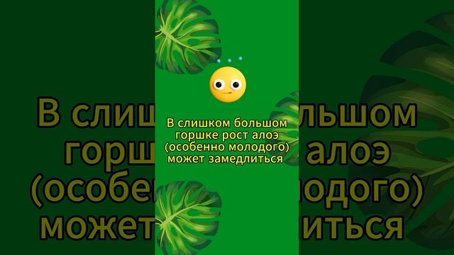 Секреты выращивания здорового алоэ вера смотреть онлайн