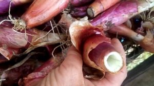 Такой лук Шалот посадила на семена и собрала.