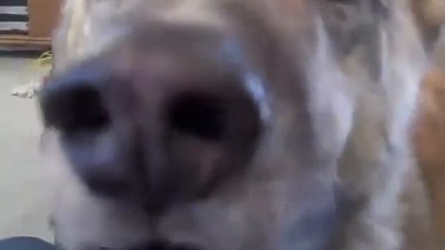 Дразним собаку или как правильно дрвазнить пса! Прикол!