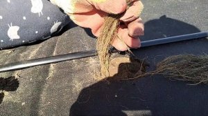 Как посадить клубнику