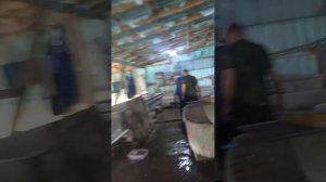 🐠🐋🐟 выращивание осетра