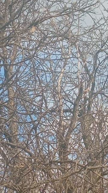 растаял снег и птицы прилетели