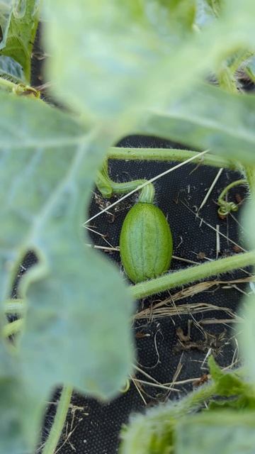 Завязался первый арбуз в Подмосковье на моей основно? смотреть онлайн