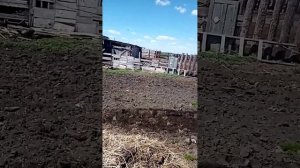 первый раз пашу огород