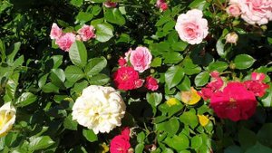 #Розы почвопокровные. #Надя Мейяндекор, #Свани, #Ле катр