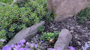 Обзор растений для рокария / каменистой горки. Очитки ?