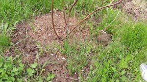 Подкормка голубики. Лучшее удобрение для голубики