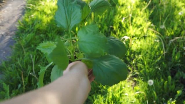 Посадка АСТР в открытый ГРУНТ как и когда пересаживат