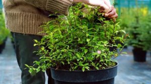 ВЕСЕННИХ УХОД ЗА КОМНАТНЫМИ РАСТЕНИЯМИ