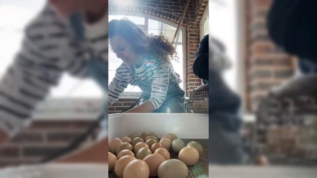 Наши первые цыплята с инкубатора в апреле 2025 влог #garden смотреть онлайн