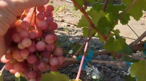 Виноград Джокер, Спринтер, Цитадель, Алекс и др. 16 июля