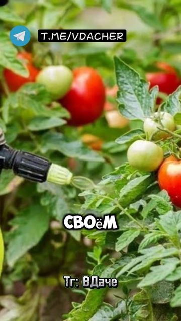 Врага надо знать в лицо! Три распространенных болезни