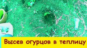 Высев огурца в теплицу