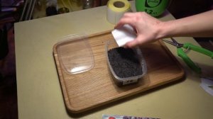 ПОСЕВ ВЕРБЕНЫ БОНАРСКОЙ И ВСХОДЫ. КАК СЕЯТЬ ВЕРБЕНУ БО