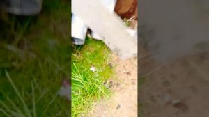 Методы борьбы со слизнями 💯 Засолка 😉 #слизни #вреди?