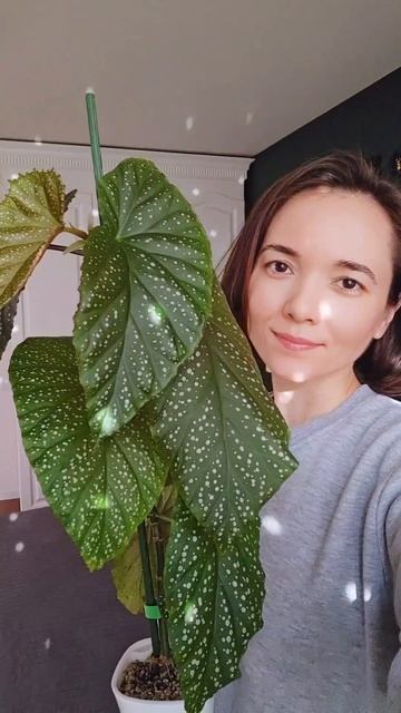 Мой год за 11 секунд #комнатныерастения #plants #алоказии #?