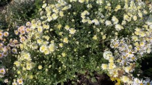 Коллекция хризантемы корейской - огромный обзор сорто