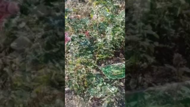 🌞Никитский ботанический сад 🌞7 ноября ц024