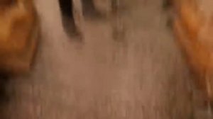 МАРИНЕТТ БЕРЕМЕННАЯ В СУПЕРМАРКЕТЕ