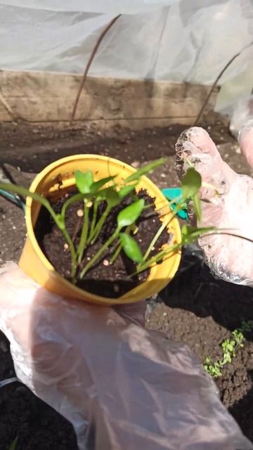 рассада из покупного перца получилась смотреть онлайн