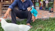 Обезьянка бесстрашно защищает папу от кур А может банан ВЕСЕЛАЯ КОМЕДИЯ