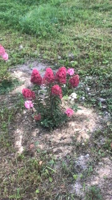 Ленобласть. Хвойное. 17.09.2014. Цветы на даче. Гортензия ру смотреть онлайн