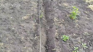 ПОСАДКА АРАХИСА В ОТКРЫТЫЙ ГРУНТ