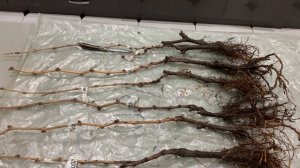 Посылка с саженцы винограда от Светланы Ринк, как пос?