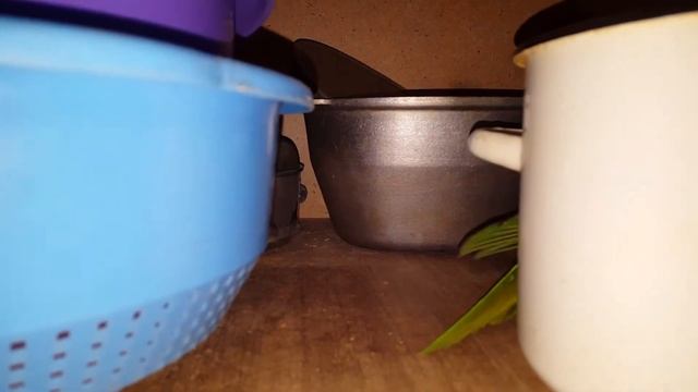 Попугай Аркаша. Инвентаризация кастрюлек😅 смотреть онлайн