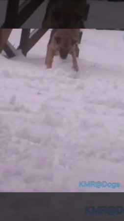 Снежный скульптор☃️😂 ( видео про собак )