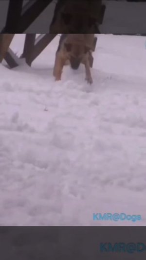 Снежный скульптор☃️😂 ( видео про собак )