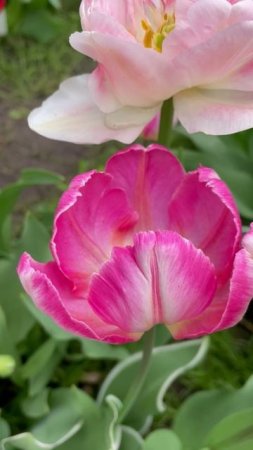Тюльпан #flowers #цветы #сад #nature #garden