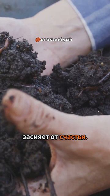 Как вырастить богатый урожай рукколы?