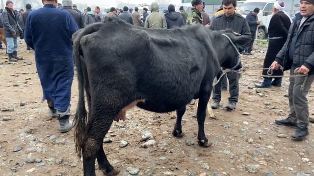 НАРХИ ГОВИ ШИРТЕ ШИРДОР МОЛБОЗОРИ ПАХТАОБОД Cow milk 2022 20 март