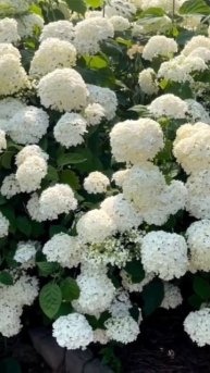 ANNABELLE #hortensia #гортензія #hydrangea #arborescens #flower #шортс #garden #са?