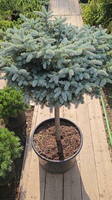 Ель колючая Глаука Глобоза на штамбе (Glauca globosa Pa)