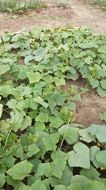 Жизнь пенсионера Ивана!У тёщи на даче!#жизньнапенсии #? смотреть онлайн