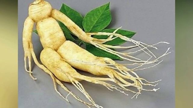 Самое загадочное растение в мире. Женьшень. смотреть онлайн