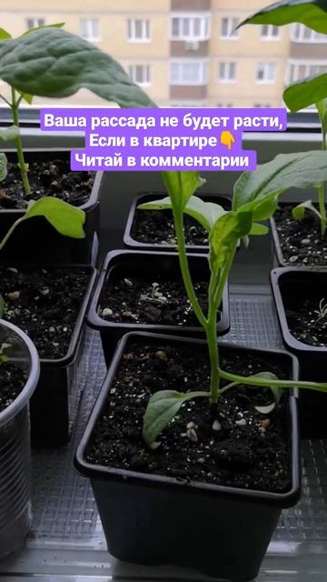 Рассада в марте в квартире где нет