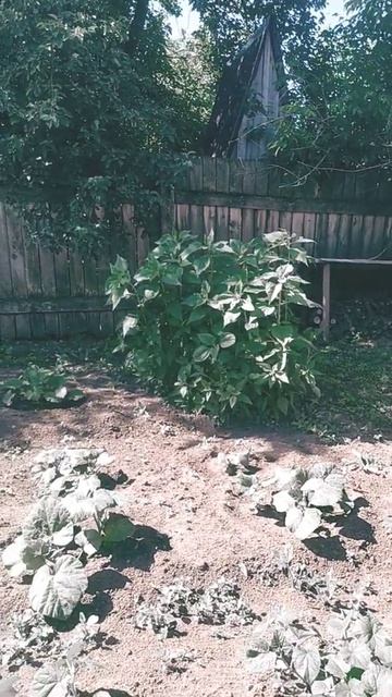 Больше не сажаем Топинамбур. смотреть онлайн